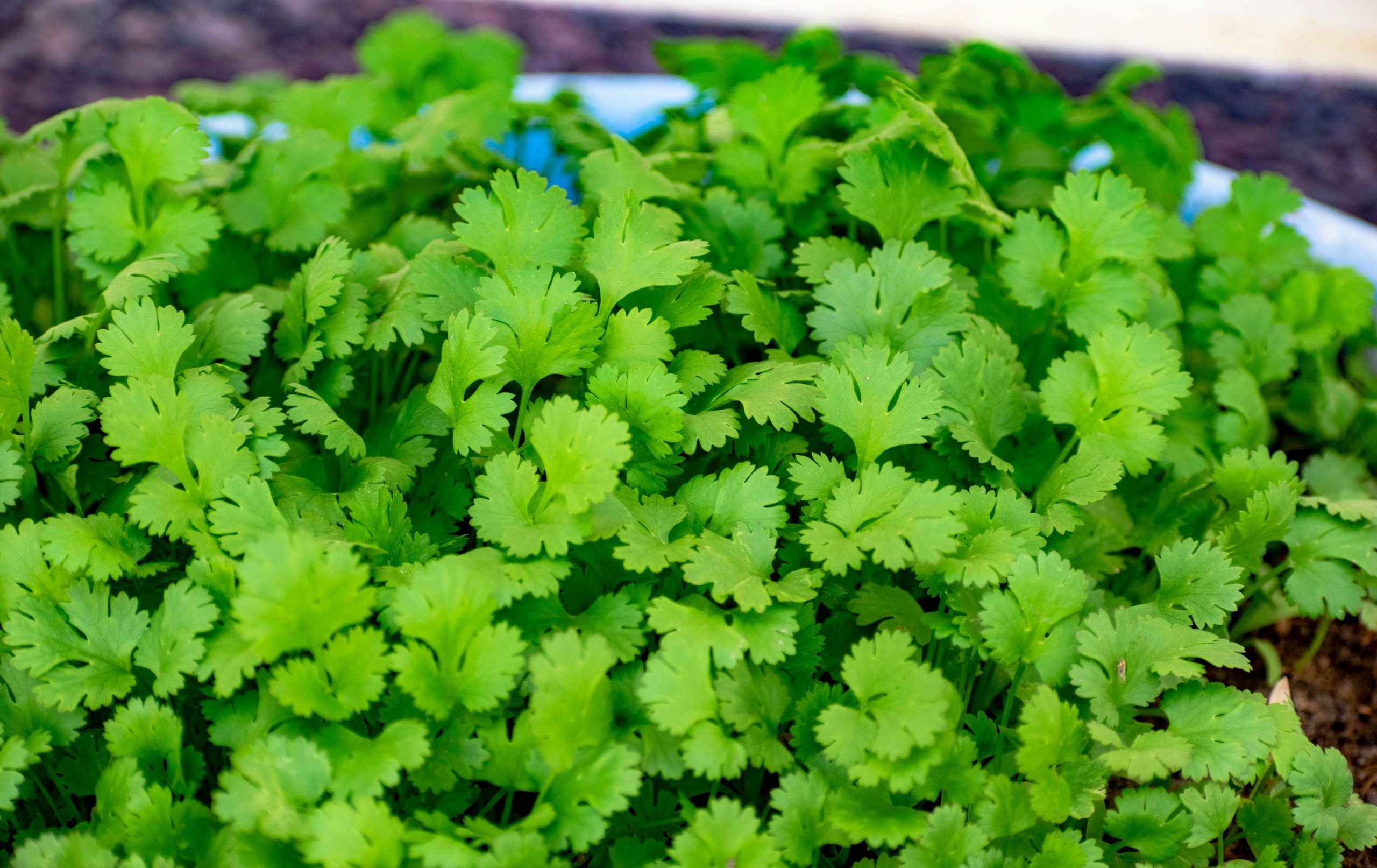 grow cilantro in a fall garden