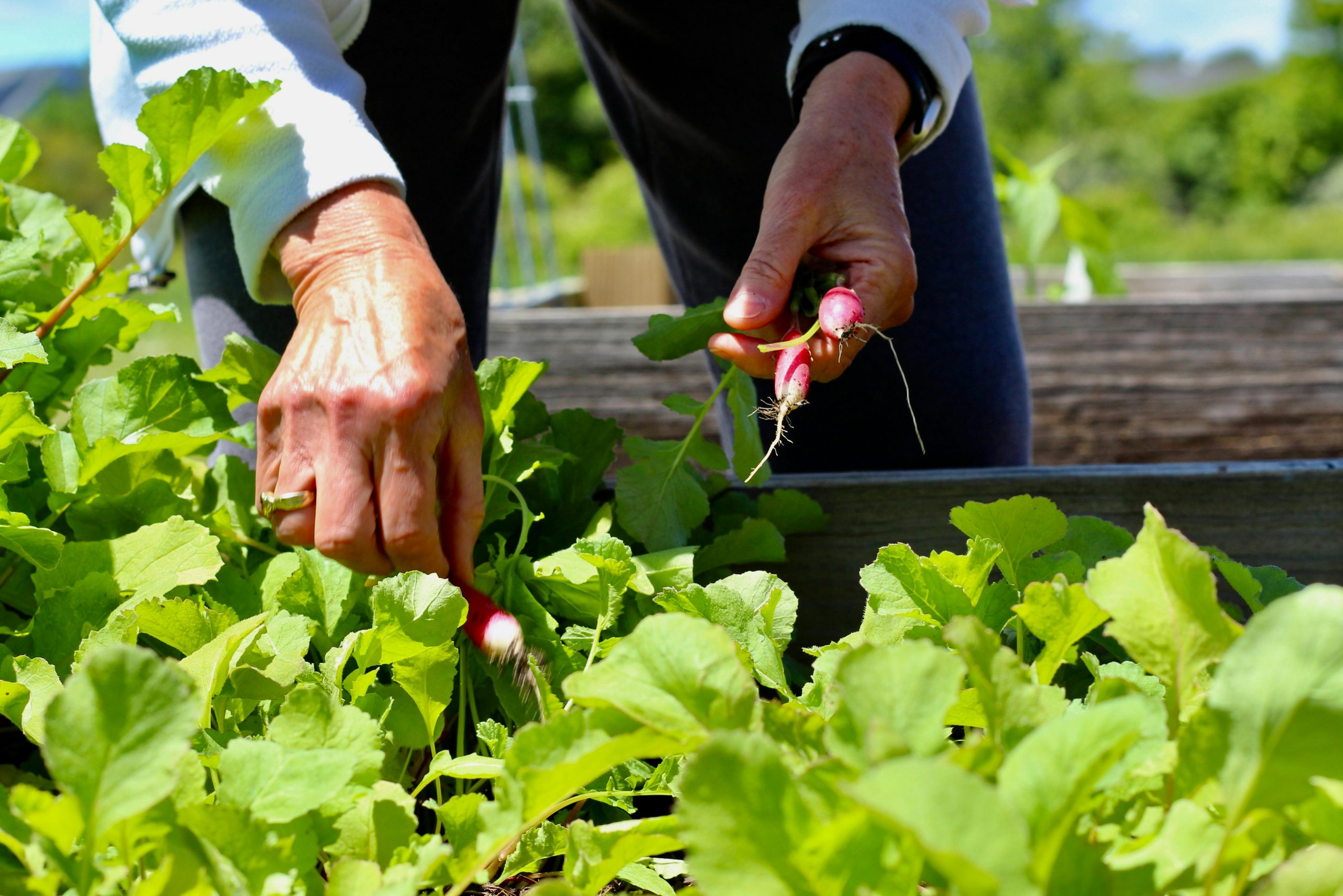 what grows in a fall garden