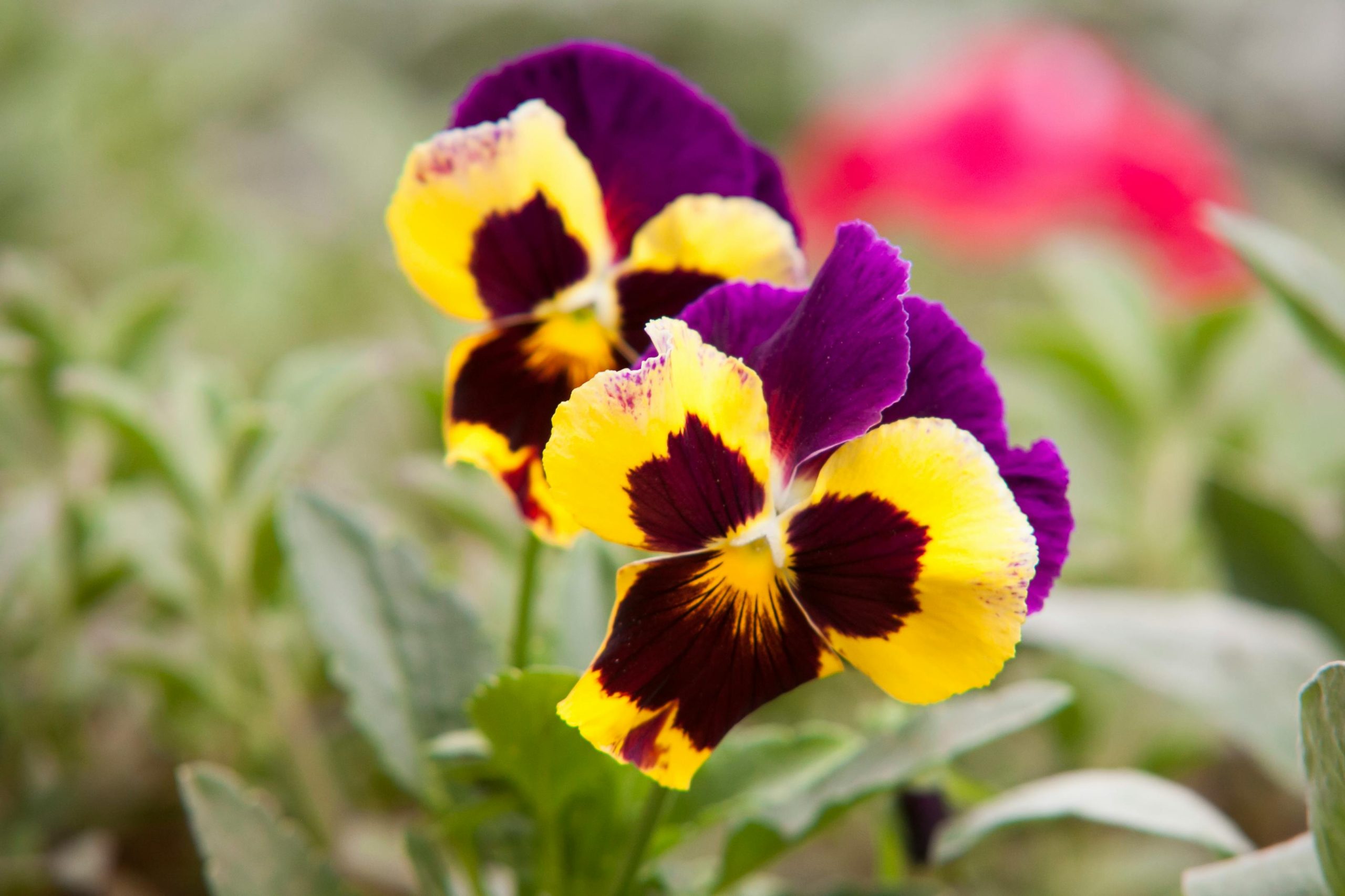plant pansies in fall