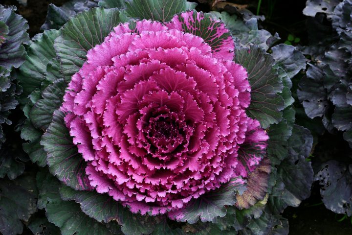 What Grows in a Fall Garden?